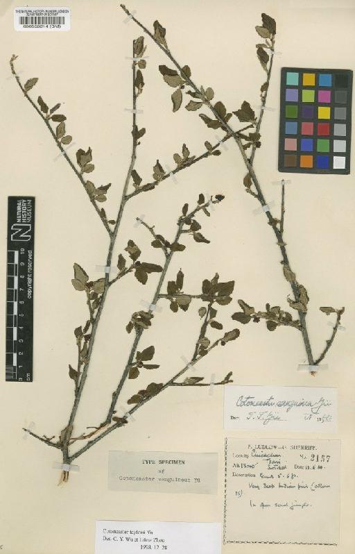 Cotoneaster taylorii Yu - BM000550214