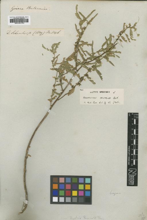 Aeschynomene histrix var. densiflora (Benth.) Rudd - BM000931554
