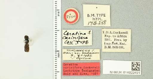 Ceratina carinifera Cockerell, 1937 - 014022491_835480_1628142-