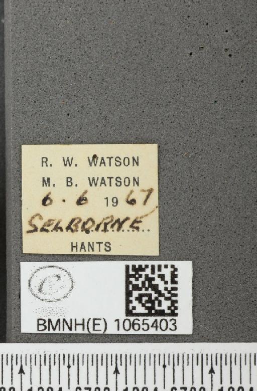 Coenonympha pamphilus ab. rufa Leeds, 1950 - BMNHE_1065403_label_26673