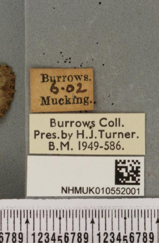 Apamea sordens ab. pallida Tutt, 1889 - NHMUK_010552001_label_609881