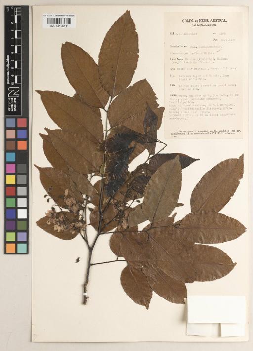 Pterocarpus indicus f. indicus - BM013406641