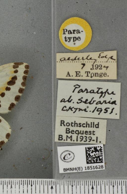 Abraxas grossulariata ab. sebaria Cockayne, 1951 - BMNHE_1851628_label_415091