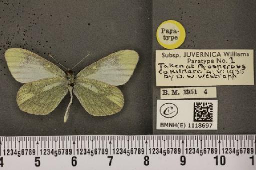 Leptidea sinapis juvernica Williams, 1946 - BMNHE_1118697_73896