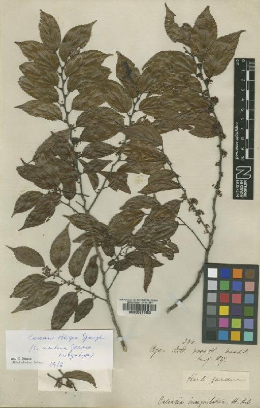 Casearia obliqua Spreng. - BM000611053