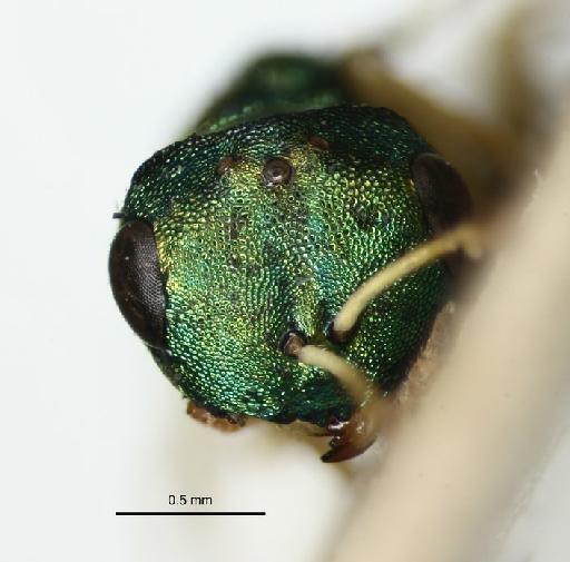 Halticoptera smaragdina (Curtis, 1832) - Halticoptera smaragdina (Curtis, 1832) #1414629 Hym Type 5.2549 face