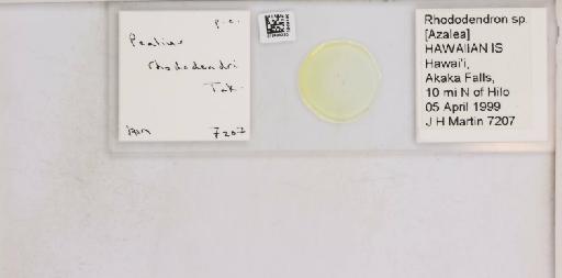 Pealius rhododendrae Takahashi, 1935 - 013488230_117725_1092324_157842_NonType
