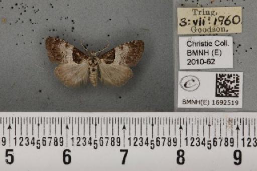 Nola cucullatella (Linnaeus, 1758) - BMNHE_1692519_292071