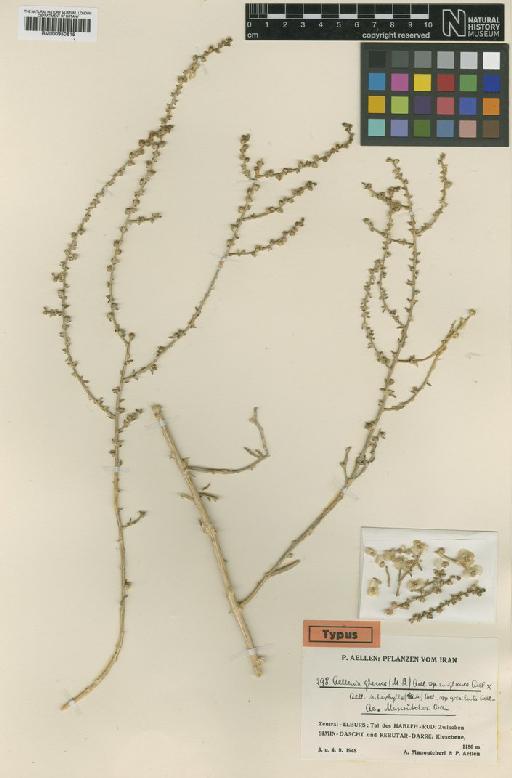 Halothamnus hispidulus var. glabratus Botsch. - BM000950615