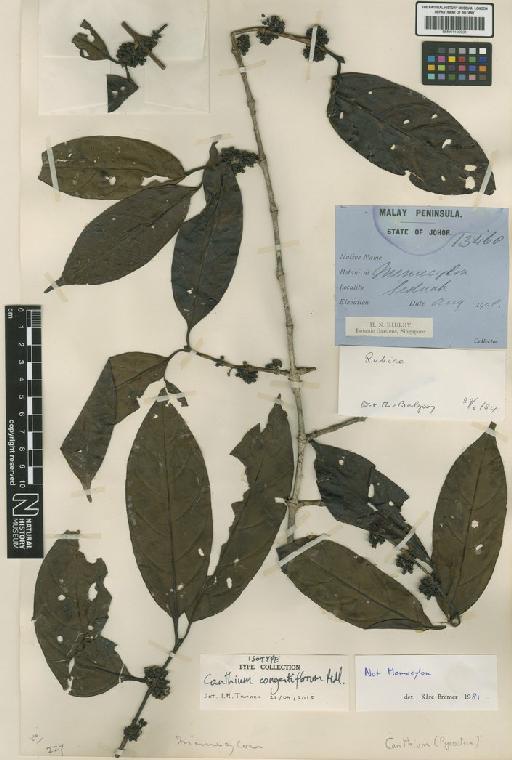 Canthium congestiflorum Ridl. - BM001190931