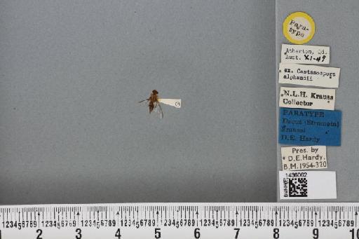 Bactrocera (Bactrocera) kraussi (Hardy, 1951) - BMNHE_1436062_29757