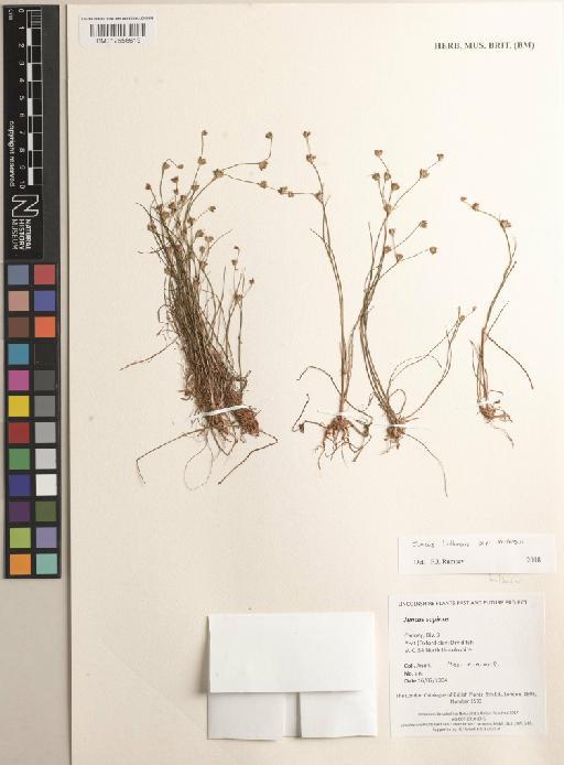 Juncus bulbosus subsp. bulbosus - BM012556619
