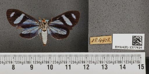 Isostola vicina Butler, 1876 - Isostola vicina Butler syntype BMNH(E) 1377414 ventral