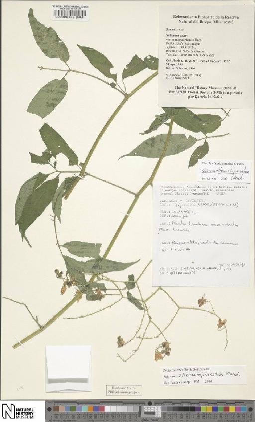 Solanum alternato-pinnatum Steud - BM000096538