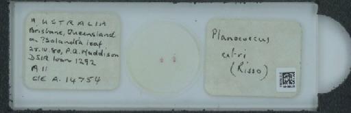 Planococcus citri Risso, 1813 - 010150393_117588_1101300