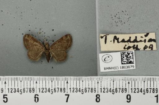 Pasiphila rectangulata (Linnaeus, 1758) - BMNHE_1803879_378209