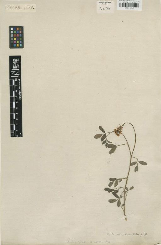 Indigofera amoena Aiton - BM001134345