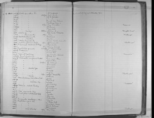 Sabella zebuensis McIntosh, 1885 - Zoology Accessions Register: Annelida & Echinoderms: 1884 - 1923: page 274