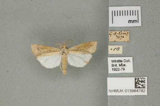 Calamotropha paludella (Hübner, 1824) - 013984782_151450_1082839