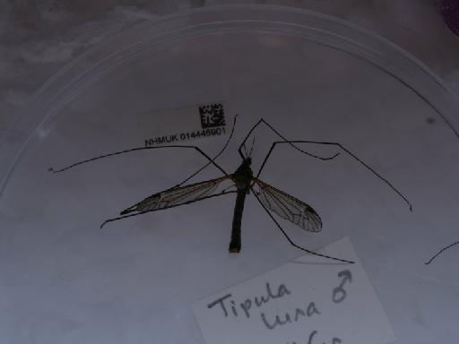 Tipula (Acutipula) luna Westhoff, 1879 - 014446901_8