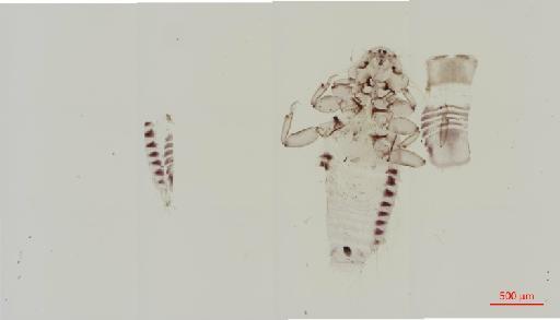 Myrsidea tropicalis Clay, 1968 - 010660048__2017_07_26-Scene-3-ScanRegion2