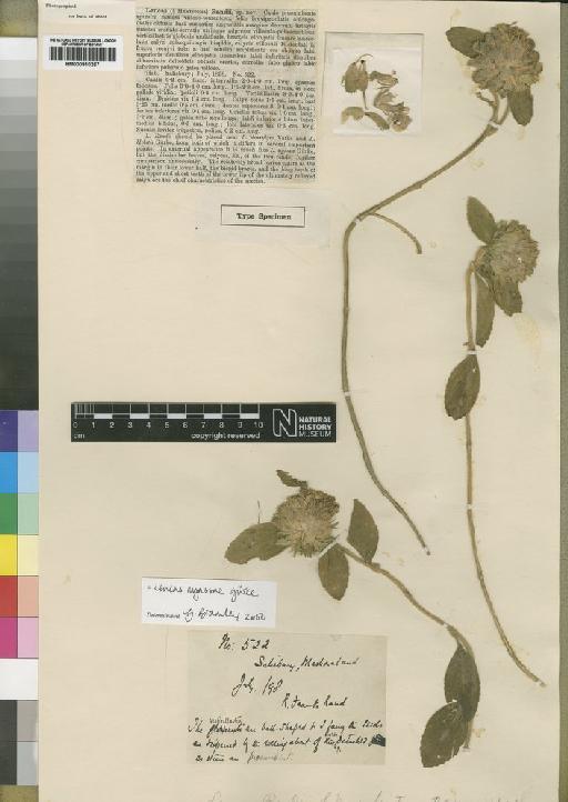 Leucas nyassae Gürke - BM000910267