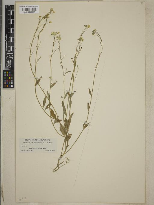 Lesquerella gracilis subsp. gracilis - BM013393200