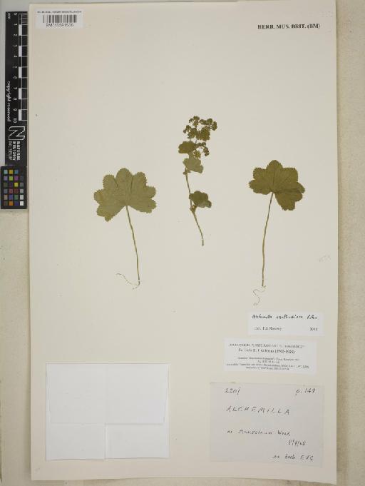 Alchemilla xanthochlora Rothm. - BM013391588