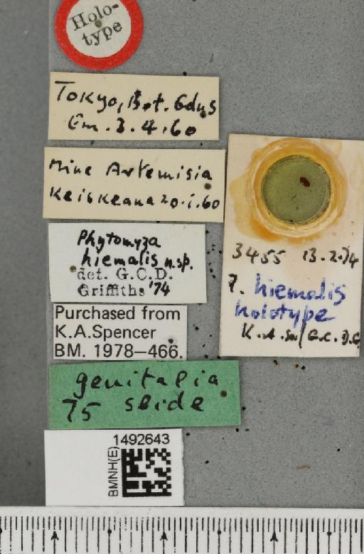 Phytomyza hiemalis Griffiths, 1974 - BMNHE_1492643_label_54377