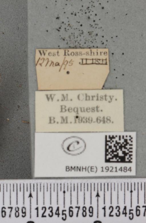 Ematurga atomaria (Linnaeus, 1758) - BMNHE_1921484_label_486800