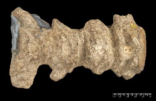 Scelidotherium leptocephalum Owen, 1840 - NHMUK PV M 3589 (2).tif