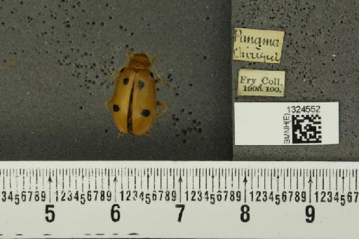 Isotes sexpunctata (Jacoby, 1878) - BMNHE_1324552_21981