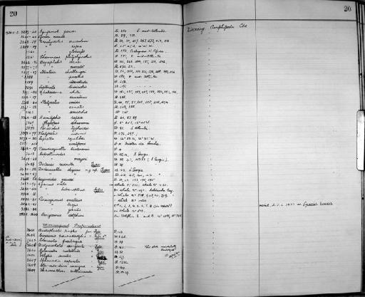 Dodecas reducta parvorder Caprellidira K.H. Barnard, 1932 - Zoology Accessions Register: Crustacea: 1935 - 1962: page 20