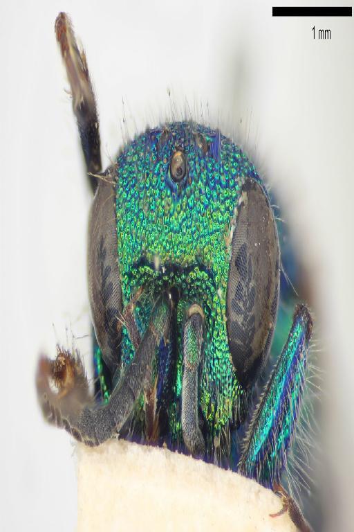 Chrysis alticola Mocsary, A., 1914 - Chrysis_alticola-BMNH(E)#970893_type-frontal-3_2X