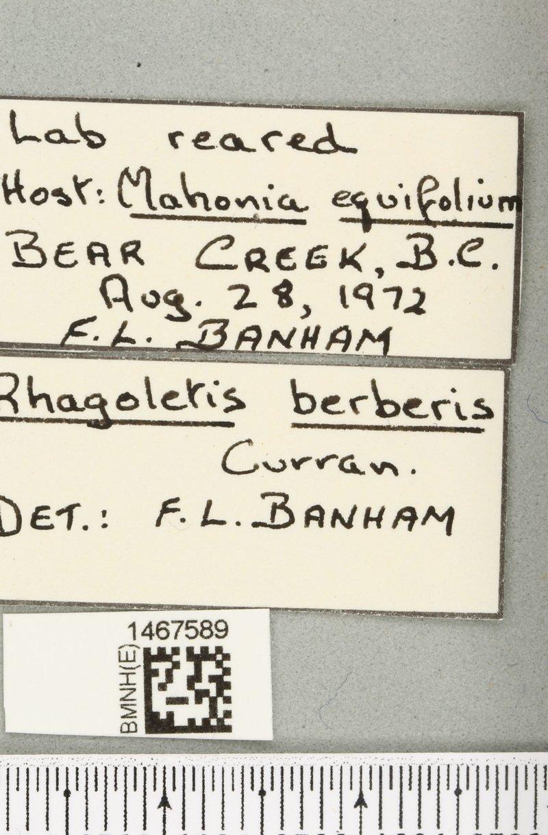 Rhagoletis berberis thumbnail
