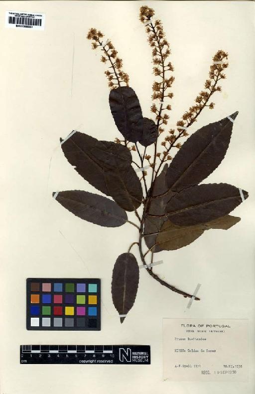 Prunus lusitanica L. - BM000895851