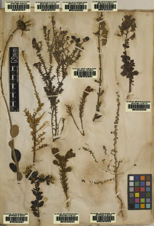 Plantae Haeckel - BM000628288