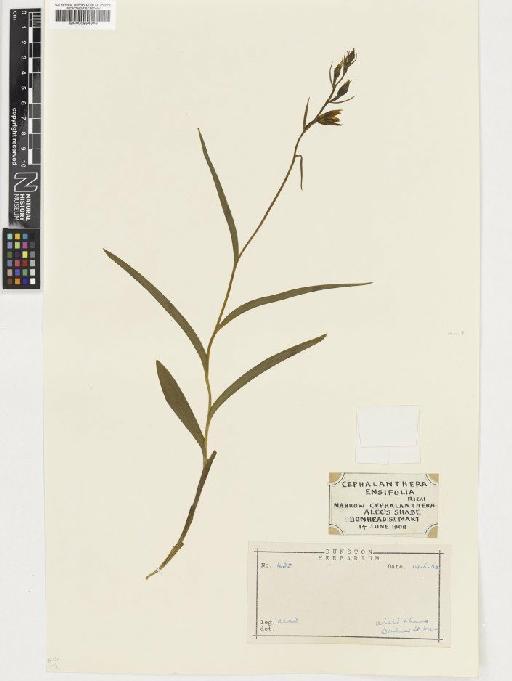 Cephalanthera rubra (L.) Rich. - BM000954646