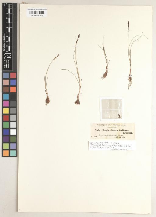 Cyperus blysmoides Hochst. ex C.B.Clarke - BM013718429