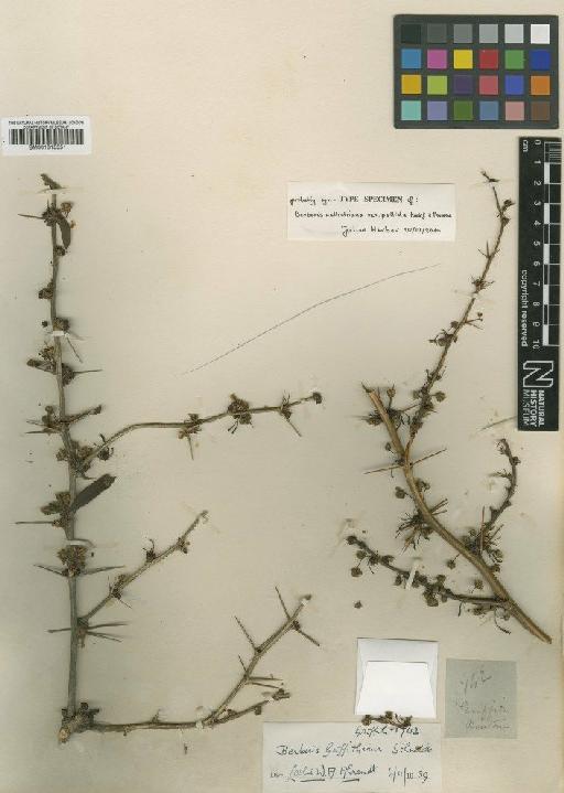 Berberis wallichiana var. pallida Hook.f. & Thomson - BM001015551