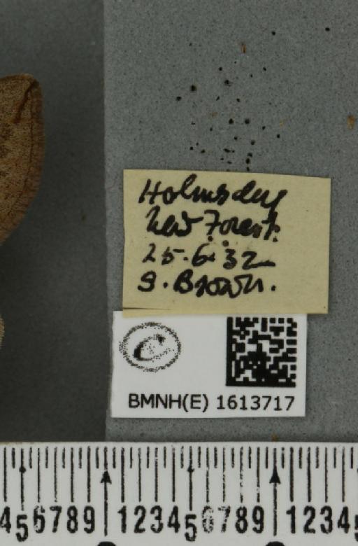 Scotopteryx luridata plumbaria (Fabricius, 1775) - BMNHE_1613717_label_304366