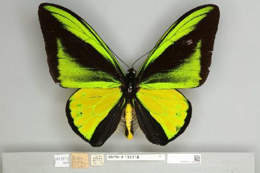 Ornithoptera goliath samson Niepelt, 1913 - 013605320__