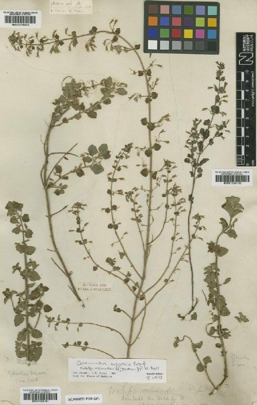 Clinopodium nepeta (L.) Kuntze - BM000778843