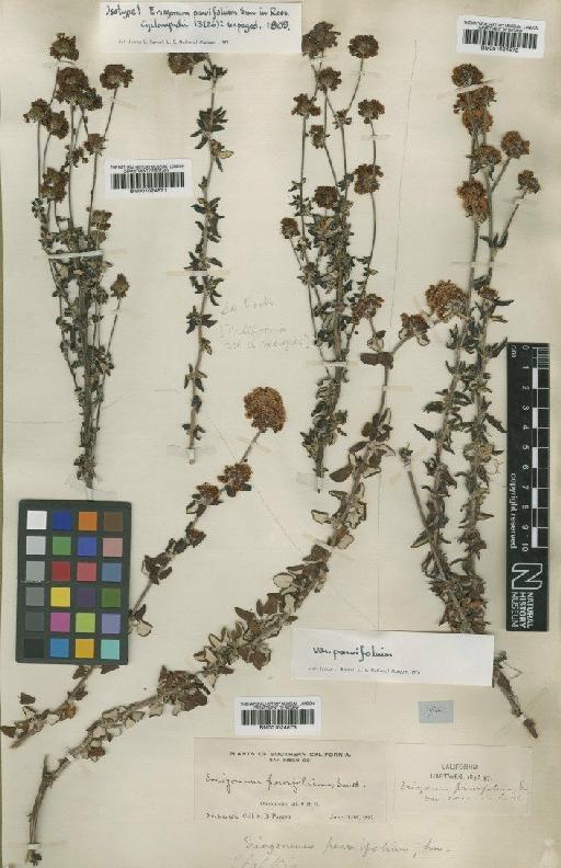 Eriogonum parvifolium Sm. - BM001024573