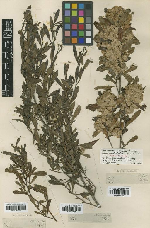 Dodonaea viscosa subsp. spatulata (Sm.) West - BM001015493