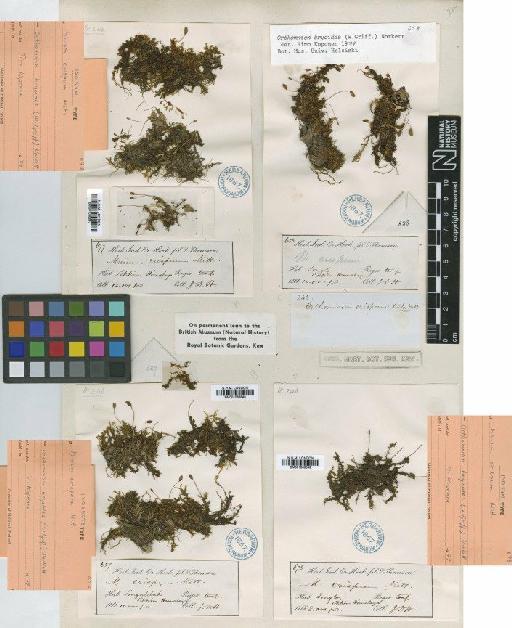 Orthomnion bryoides (Griff.) Nork. - BM001086847_a