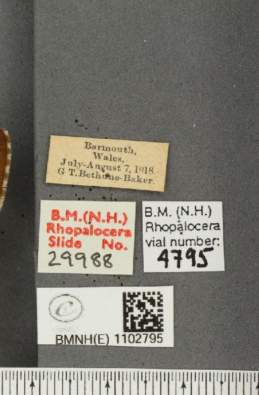 Hipparchia semele semele Linnaeus, 1758 - BMNHE_1102795_label_14141
