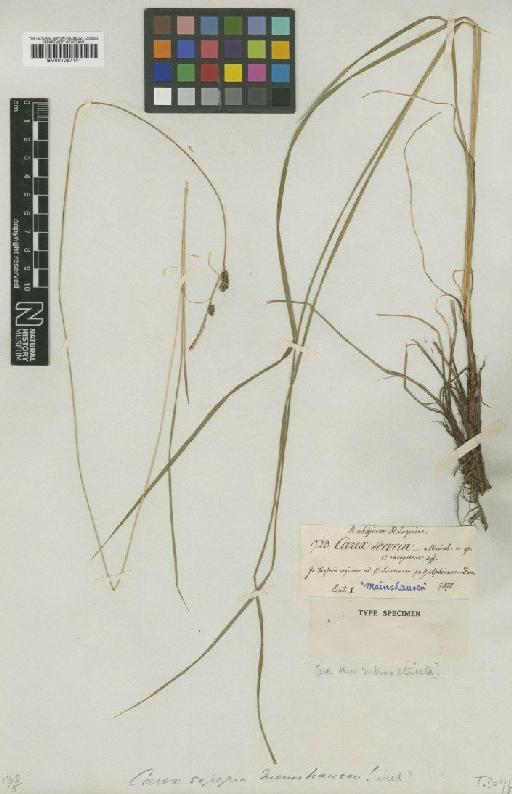 Carex cespitosa L. × C. nigra (L.) Reichard - BM001067141