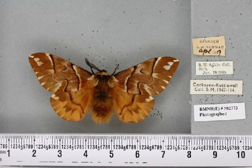 Endromis versicolora (Linnaeus, 1758) - BMNHE_502773_202943
