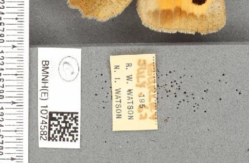 Maniola jurtina insularis ab. violacea Wheeler, 1903 - BMNHE_1074582_label_41412